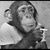 TL Chee's profile image