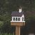 Lynette Schantz's profile image