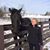 Pat Lombardo's profile image