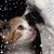 Debbie Gors's profile image