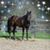 Sherry Flug Schoeman's profile image