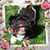 Carol Griff Nosek's profile image