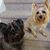 Georgene Goda Wenrich's profile image
