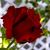 Ashley T DeHart's profile image