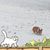 Caroline Kunkel Kipps's profile image