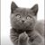 Kelly Cozzette's profile image