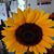 Carolyn A. Gage-Ackler's profile image