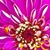 Shannon Cornman's profile image