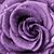 Monica Jaworowski's profile image