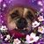 Lisa Foster's profile image