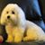 Debi Dickinson's profile image