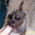 Roger Nelson's profile image