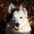 Pam Sayler's profile image
