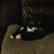 Stacey Snyder Gordon's profile image