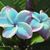 Dina Silveira's profile image