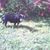 Mamie McBee Harrison's profile image