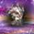 Barbara Wilson's profile image