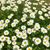 Henrietta Buch's profile image