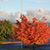 Lesa Elizabeth Wood Jackson's profile image