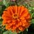 Pamela L Phillips's profile image