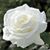 Rosemary Payne's profile image