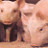 ncpiggie's profile image