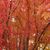 Lori Brockman's profile image