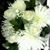 DarnellsDesigns Flowers's profile image