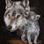 Sheila Shank-Dexter's profile image