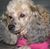 Gayle Newcomer's profile image