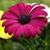 Gina Ritz Grunstein's profile image