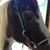 Andra Desautels Crawford's profile image