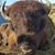 Kaylene Gehring's profile image