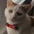 Kitty McDowell's profile image