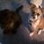 Sharleen Fender-Zeller's profile image