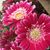 Jackie Felber's profile image