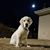 Robert Bruce's profile image