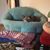 Mandy Lee Young's profile image