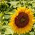 Cathy Lefebvre's profile image