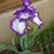 Susan McMahon's profile image