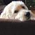 Jodi Porad's profile image