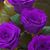 Clarissa A. Miller's profile image