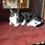 Jean M. Whitcomb's profile image