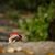 Allison Boyer's profile image