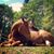 Leah M. Shepherd's profile image