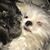 Nina Corrao's profile image
