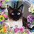 Susan Chasse's profile image