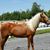 Ned-Desi Wilson's profile image