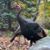 Peg Leisen's profile image