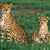 Linda Hubbard's profile image